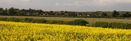 Rape Kale Fields